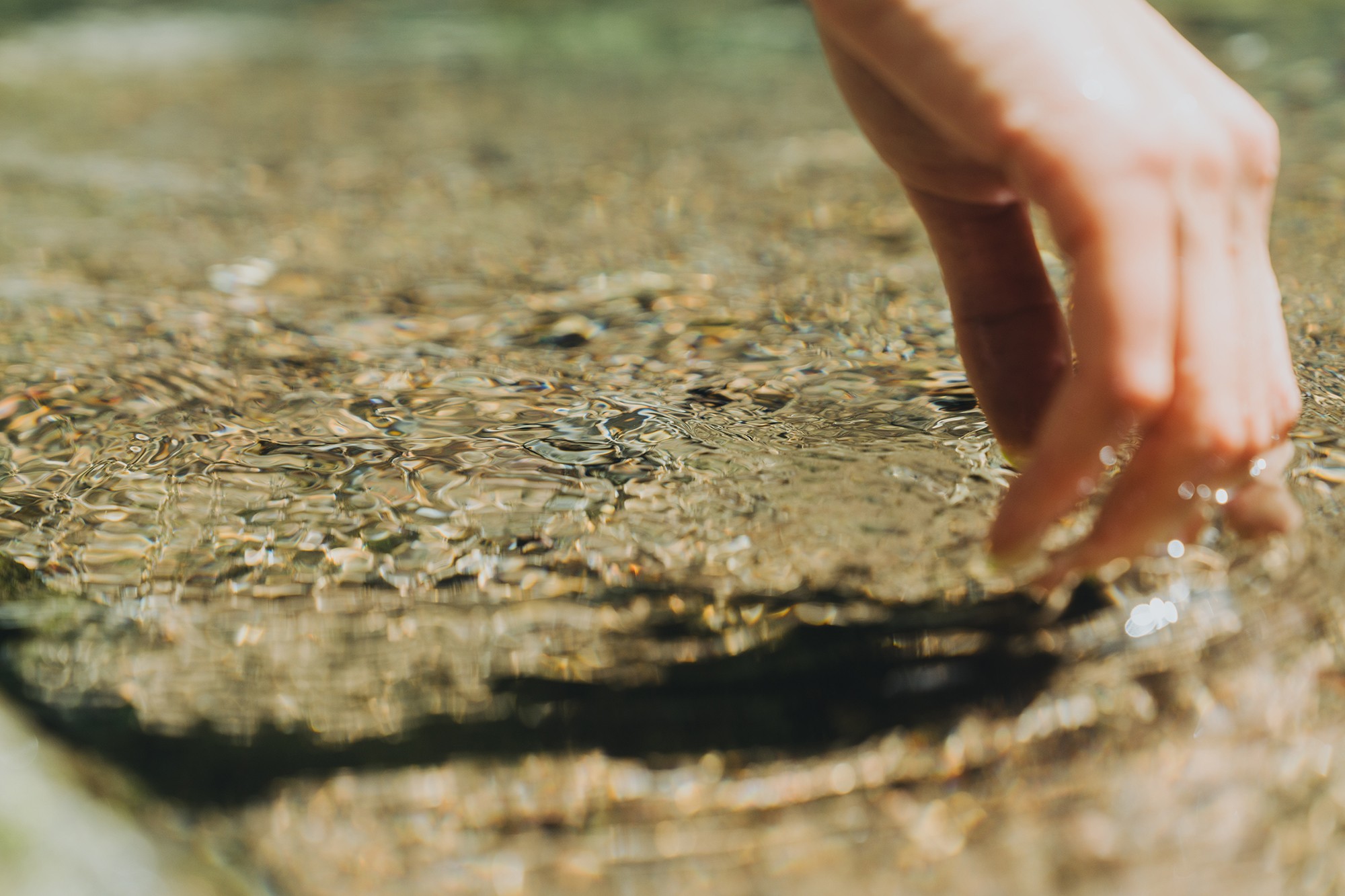 SANU Regenerative Action Report