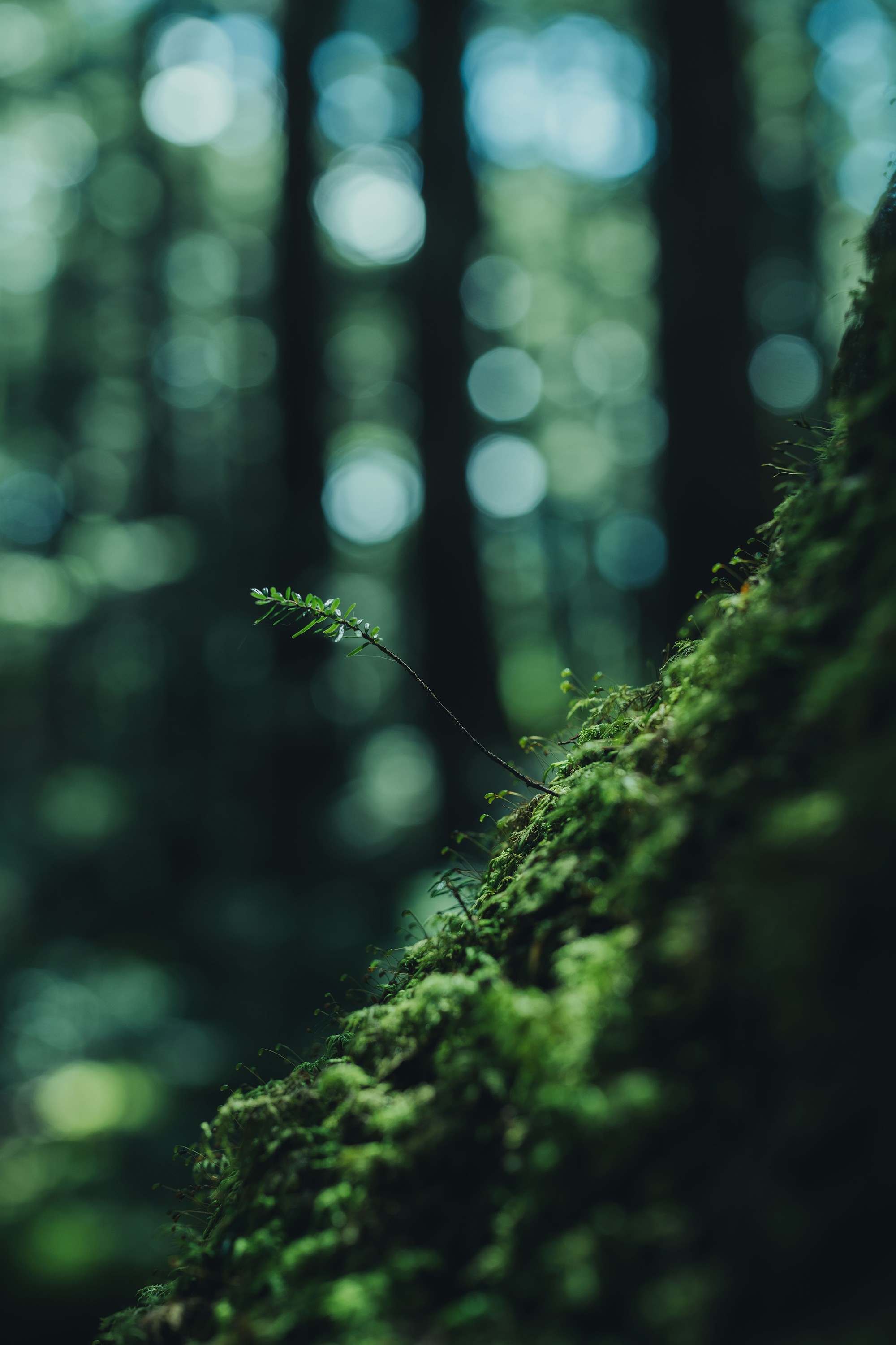 SANU Regenerative Action Report